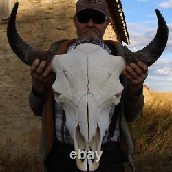 Buffalo Bison Head Skull Horns