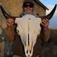 Buffalo Bison Head Skull Horns