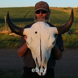 Buffalo Bison Head Skull Horns