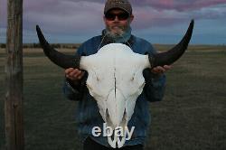 Buffalo Bison Head Skull Horns