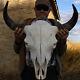 Buffalo Bison Head Skull Horns