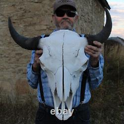 Buffalo Bison Head Skull Horns