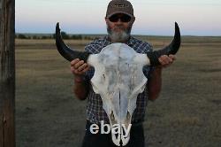 Buffalo Bison Head Skull Horns