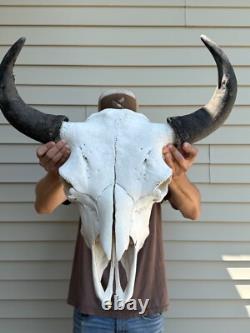 Buffalo Bison Head Skull Horns