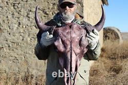 Buffalo Bison Head Skull Horns