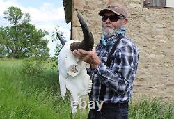 Buffalo Bison Head Skull Horns