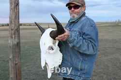 Buffalo Bison Head Skull Horns