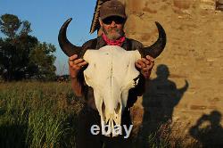 Buffalo Bison Head Skull Horns