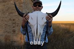 Buffalo Bison Head Skull Horns