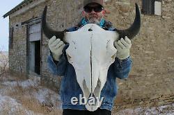 Buffalo Bison Head Skull Horns