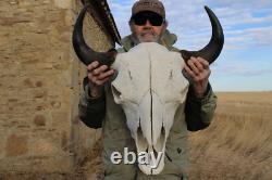 Buffalo Bison Head Skull Horns