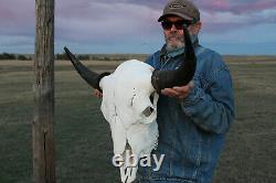 Buffalo Bison Head Skull Horns