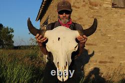 Buffalo Bison Head Skull Horns