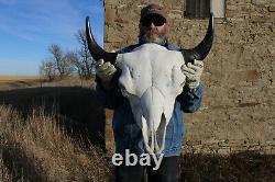 Buffalo Bison Head Skull Horns