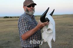 Buffalo Bison Head Skull Horns