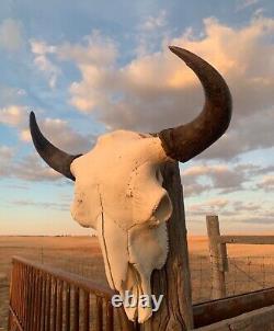 Buffalo Bison Head Skull Horns