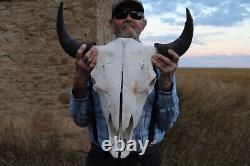 Buffalo Bison Head Skull Horns