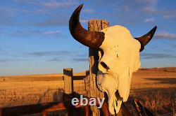 Buffalo Bison Head Skull Horns