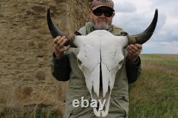 Buffalo Bison Head Skull Horns