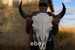 Buffalo Bison Head Skull Horns