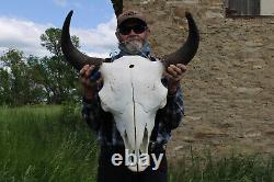 Buffalo Bison Head Skull Horns