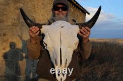 Buffalo Bison Head Skull Horns
