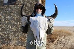 Buffalo Bison Head Skull Horns