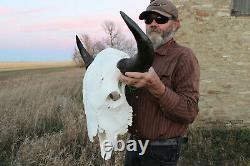 Buffalo Bison Head Skull Horns