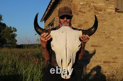 Buffalo Bison Head Skull Horns