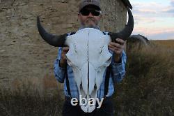 Buffalo Bison Head Skull Horns