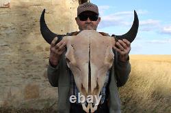 Buffalo Bison Head Skull Horns