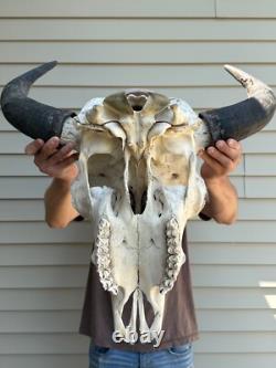 Buffalo Bison Head Skull Horns