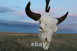 Buffalo Bison Head Skull Horns