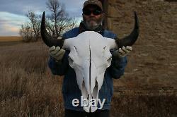 Buffalo Bison Head Skull Horns