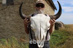 Buffalo Bison Head Skull Horns