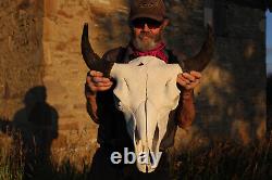 Buffalo Bison Head Skull Horns