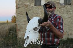 Buffalo Bison Head Skull Horns