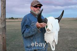 Buffalo Bison Head Skull Horns