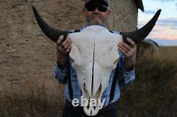 Buffalo Bison Head Skull Horns