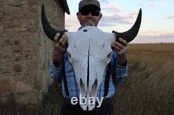 Buffalo Bison Head Skull Horns