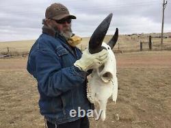 Buffalo Bison Head Skull Horns