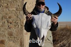 Buffalo Bison Head Skull Horns