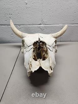 Buffalo Bison Head Skull Horns