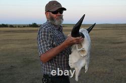 Buffalo Bison Head Skull Horns