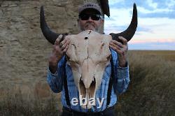 Buffalo Bison Head Skull Horns