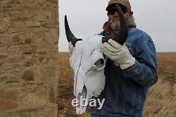 Buffalo Bison Head Skull Horns