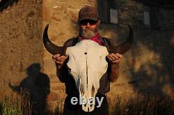 Buffalo Bison Head Skull Horns