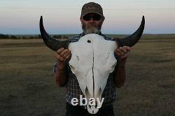 Buffalo Bison Head Skull Horns