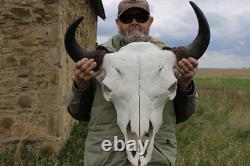 Buffalo Bison Head Skull Horns