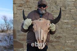 Buffalo Bison Head Skull Horns